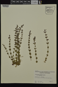 Scutellaria parvula var. australis image