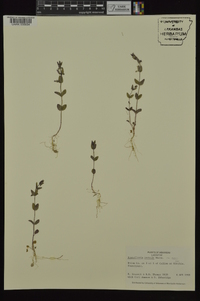 Scutellaria parvula image