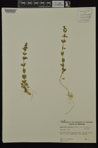 Scutellaria parvula image