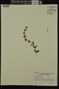 Scutellaria parvula image