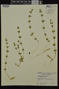 Scutellaria parvula var. australis image