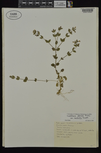 Scutellaria parvula var. australis image