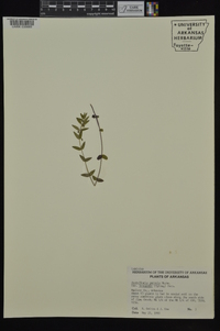 Scutellaria parvula var. leonardii image