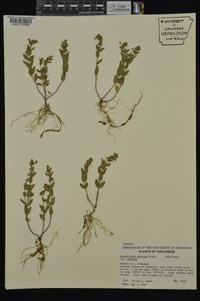 Scutellaria parvula image