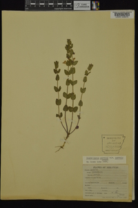 Scutellaria parvula var. parvula image