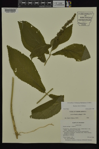 Stachys iltisii image