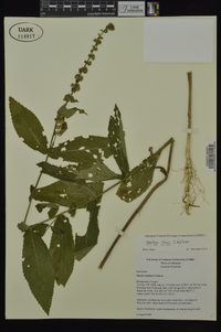 Stachys iltisii image