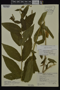 Stachys iltisii image