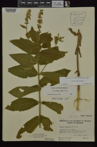 Stachys iltisii image