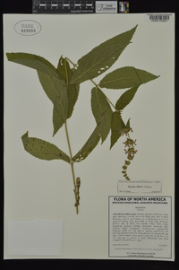 Stachys iltisii image