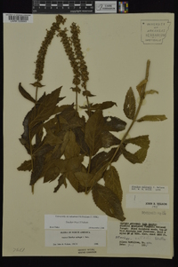 Stachys iltisii image