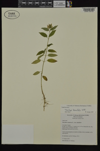 Stachys tenuifolia image