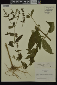 Stachys tenuifolia image