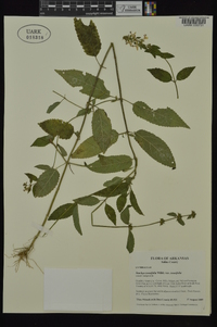 Stachys tenuifolia image