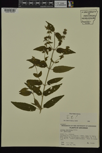 Stachys tenuifolia image