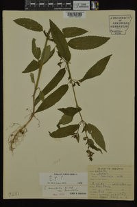 Stachys tenuifolia image