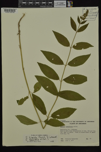 Stachys iltisii image