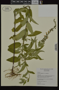 Teucrium canadense var. canadense image