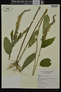 Teucrium canadense var. canadense image