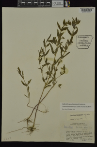 Trichostema coeruleum image