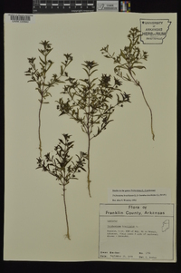 Trichostema coeruleum image