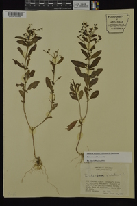 Trichostema dichotomum image