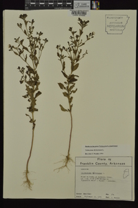 Trichostema dichotomum image