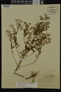 Trichostema dichotomum image