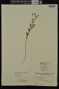 Trichostema dichotomum image