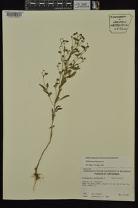 Trichostema dichotomum image