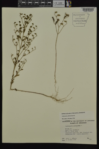 Trichostema dichotomum image