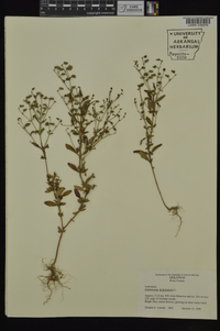 Trichostema dichotomum image