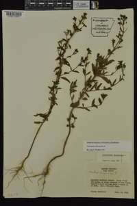 Trichostema dichotomum image