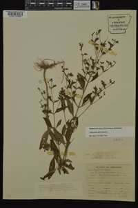 Trichostema dichotomum image