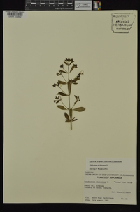 Trichostema dichotomum image