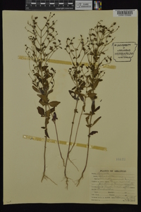 Trichostema dichotomum image