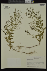 Trichostema dichotomum image