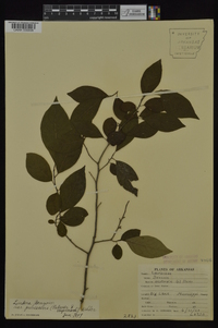 Lindera benzoin var. pubescens image