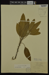 Leitneria floridana image