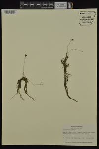 Utricularia gibba image