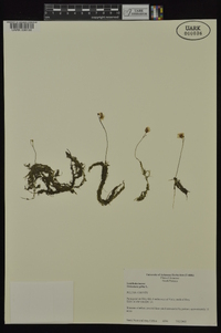 Utricularia gibba image