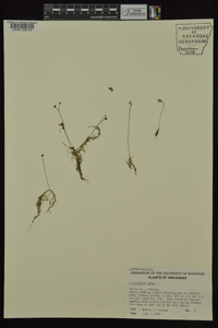 Utricularia gibba image