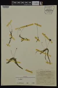 Utricularia gibba image