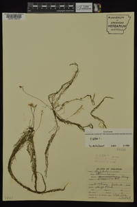 Utricularia gibba image