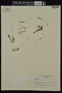 Utricularia gibba image