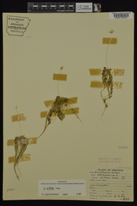 Utricularia gibba image