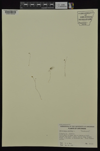 Utricularia subulata image