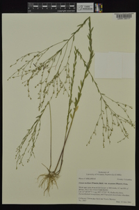 Linum medium var. texanum image