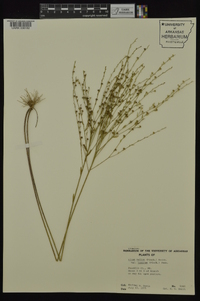 Linum medium var. texanum image