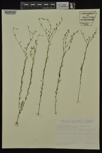 Linum medium var. texanum image